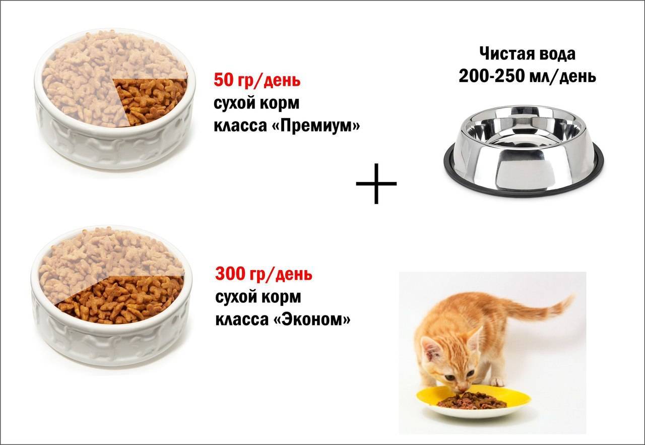 Как отучить кошку от сухого корма