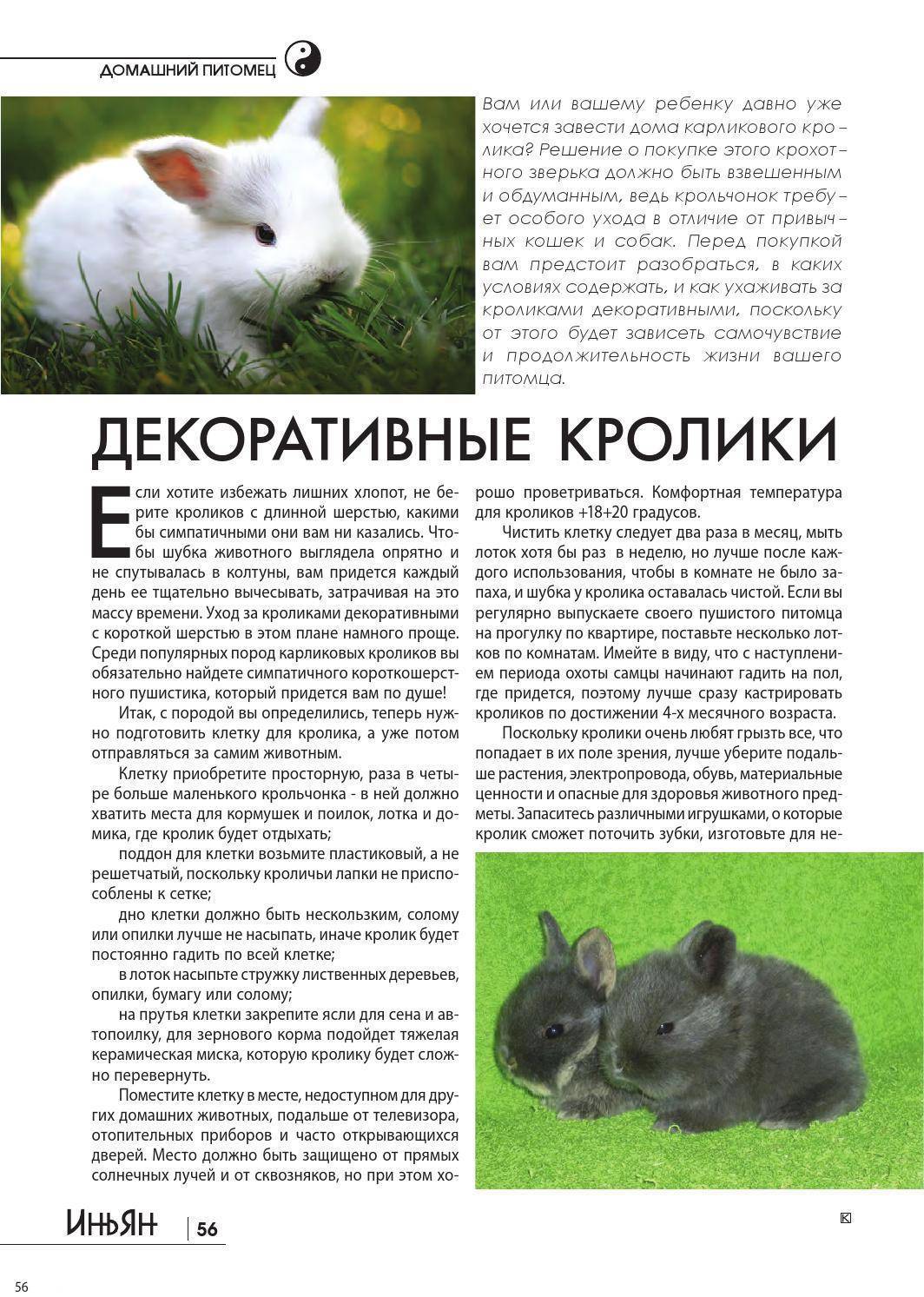 Сколько живут кролики и что влияет на продолжительность жизни