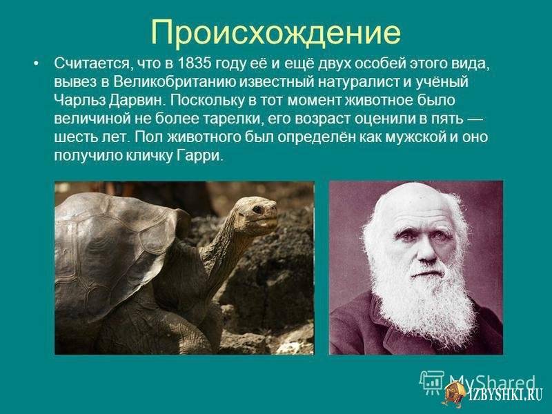 Сколько живет черепаха: как определить её возраст