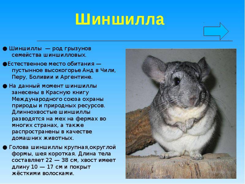 Шиншилловый кролик: характеристики породы, правила содержания