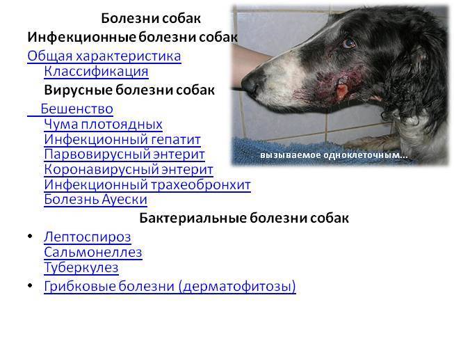 Инфекционные болезни собак парвовирусный энтерит