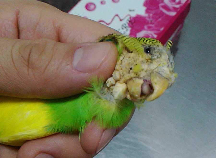 Судороги у попугаев: основные причины и лечение