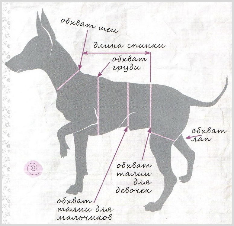 Породы крупных собак: фото с названиями по алфавиту, классификация