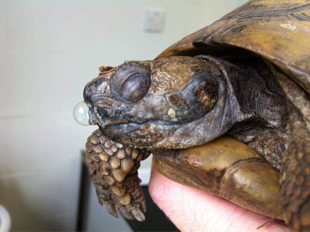 Болезни красноухой черепахи: лечение и симптомы
