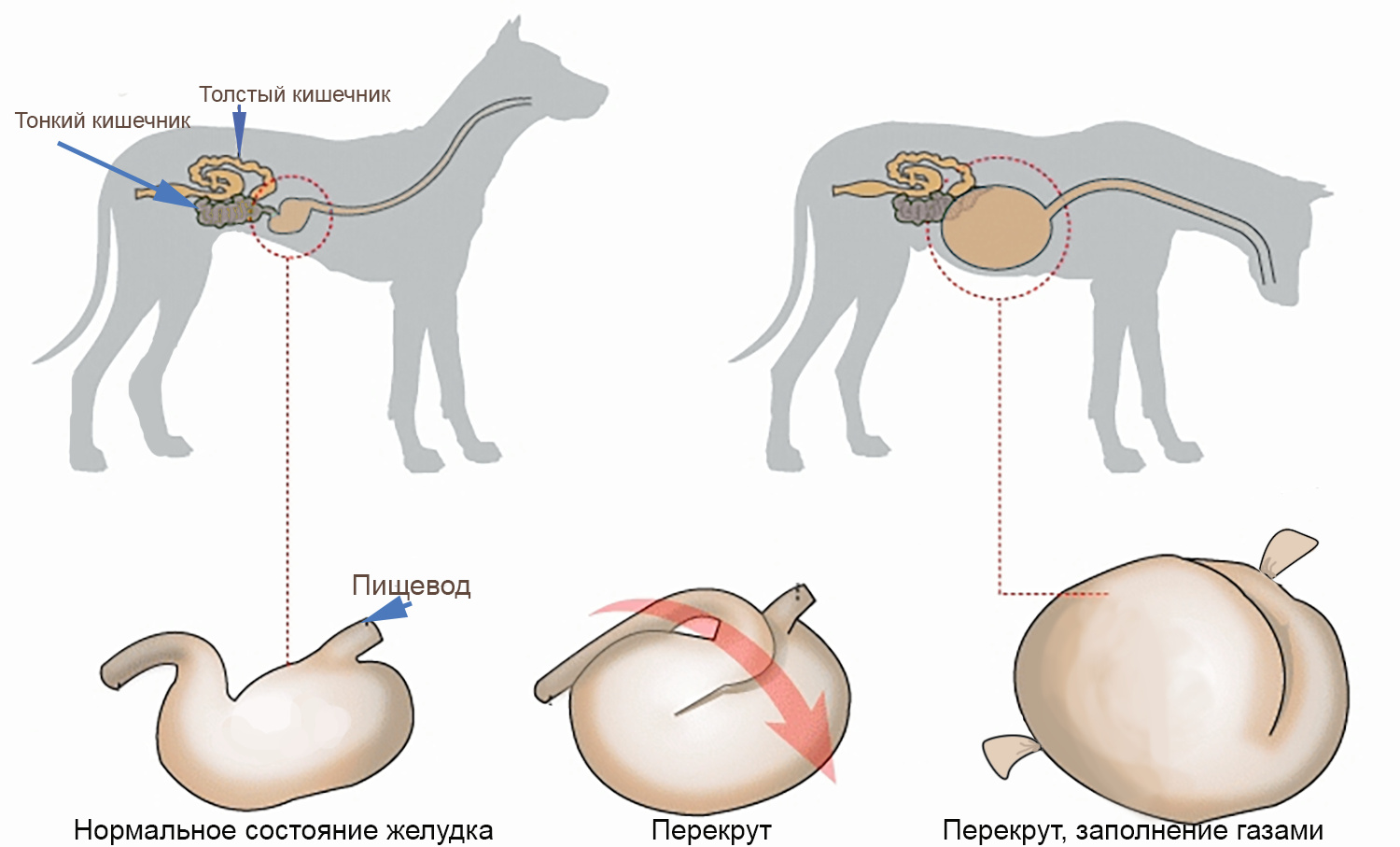 Заворот кишок у собаки: признаки патологии, симптомы, лечение и первая помощь животному