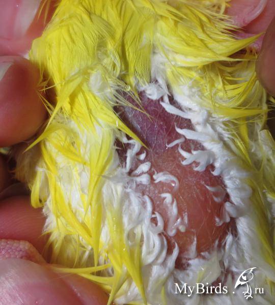Что делать если у попугая обнаружены пухопероеды, как помочь птице