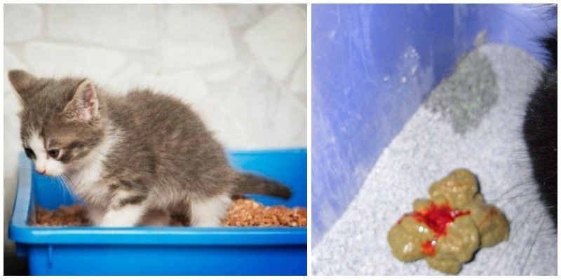 Почему кошки какают с кровяными выделениями: причины и как помочь питомцу