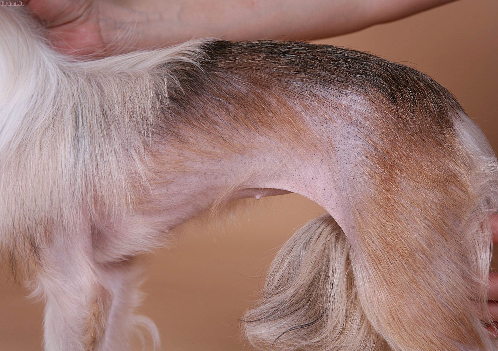 кожные заболевания у собак фото