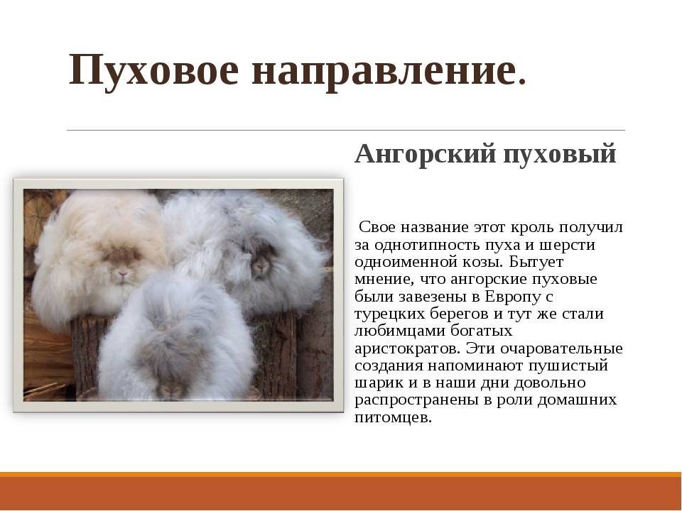 Ангорские пуховые кролики — описание и особенности содержания