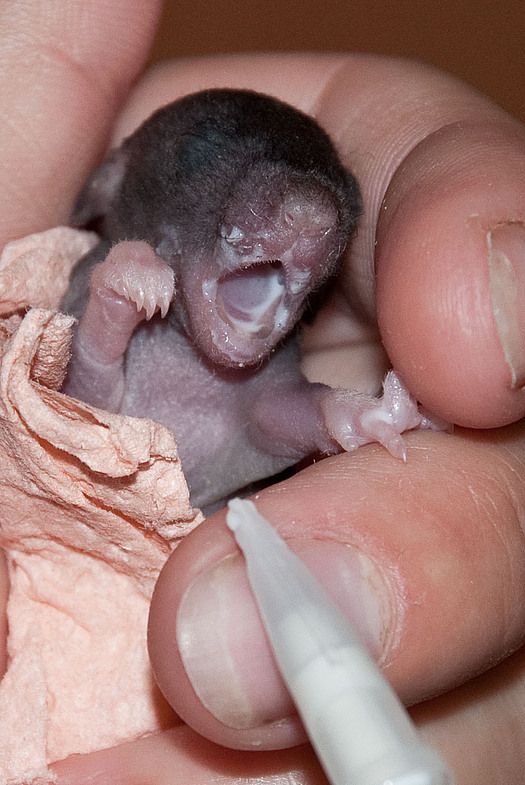 Чем кормить крысят с рождения, рацион грызунов с 1 месяца