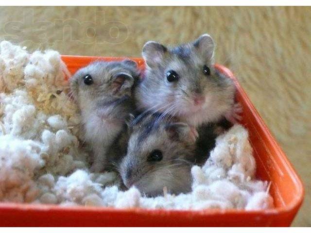 Джунгарский хомяк