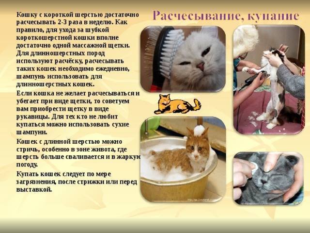Особенности ухода за длинношерстной и короткошерстной кошкой