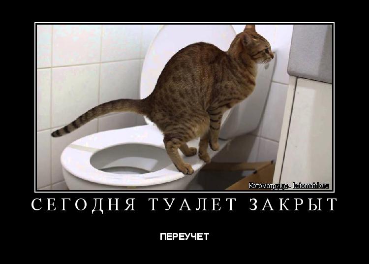 Кошка чешет попу об ковер: глисты, воспаление или раздражение? почему кошка ездит попой по ковру кошка ползает попой по полу