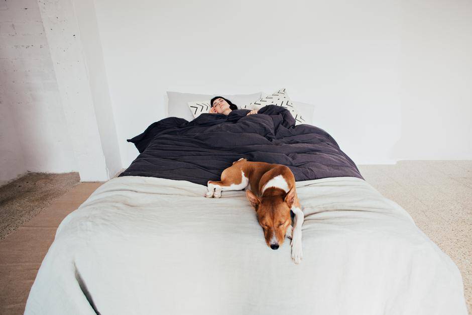 Как отучить собаку спать на кровати | dogkind.ru