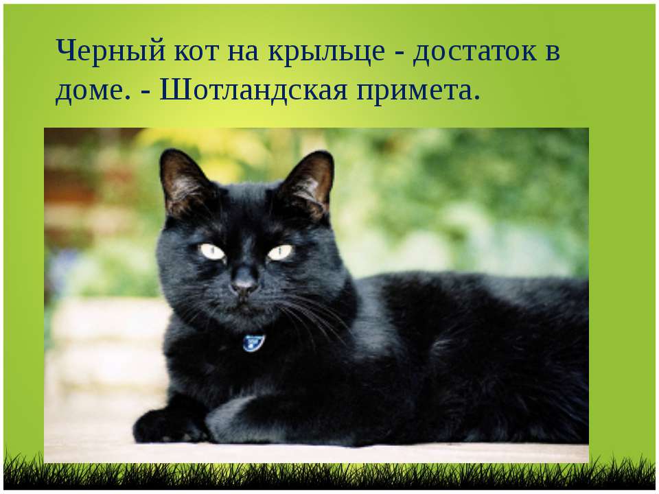 Откуда пошли все суеверия про черных котов и правдивы ли они - gafki.ru