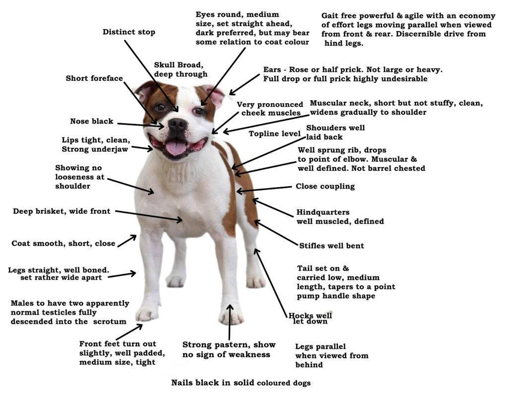 Стаффордширский терьер — порода собак американский стафф терьер для дома с детьми