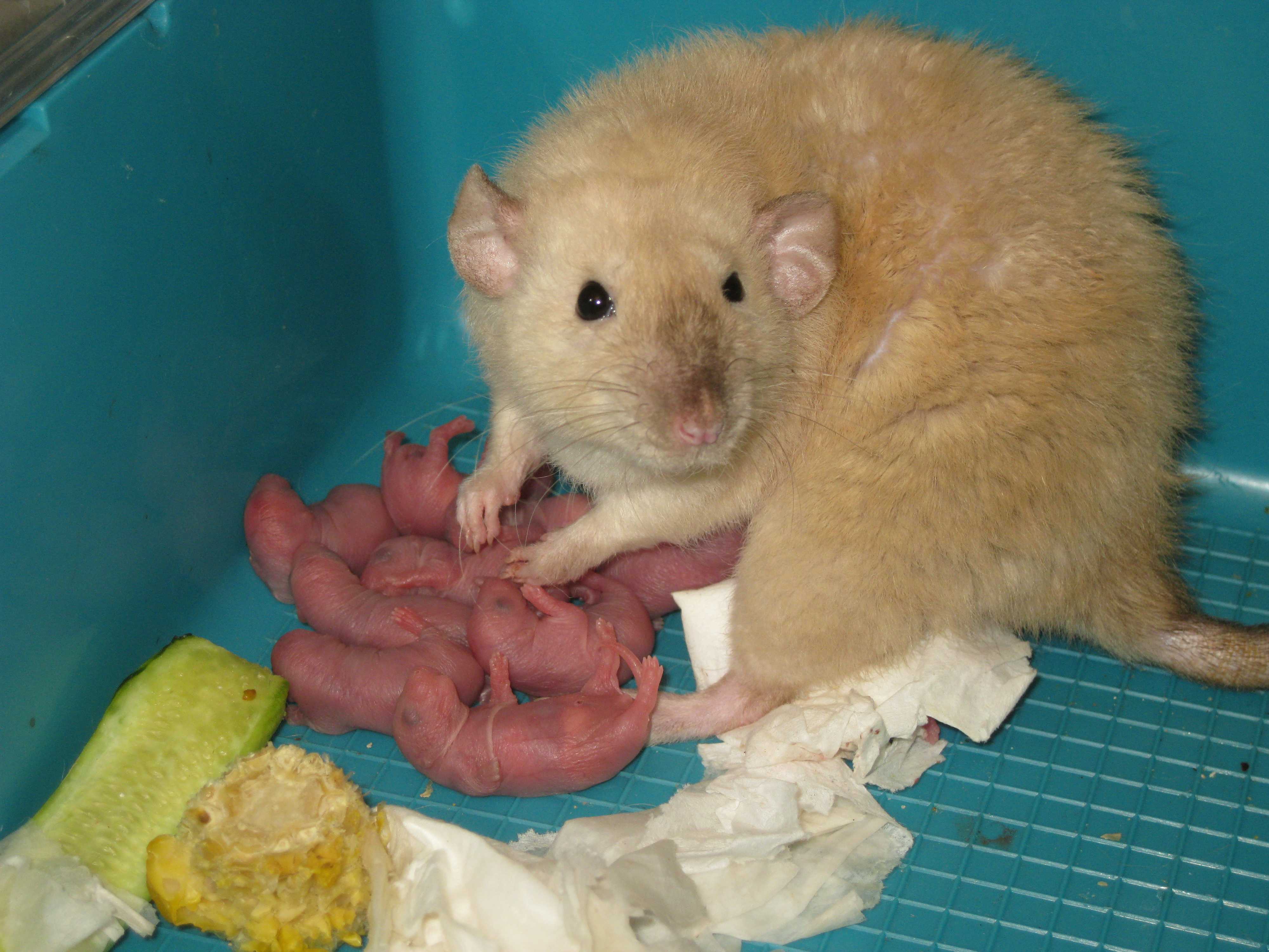Все о серых крысах: как выглядят, чем питаются, размножение, признаки заражения помещения, опасность.