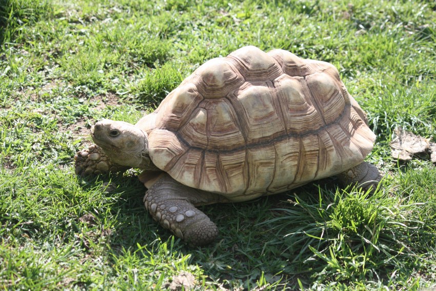 Сколько лет живут черепахи в природе и домашних условиях?