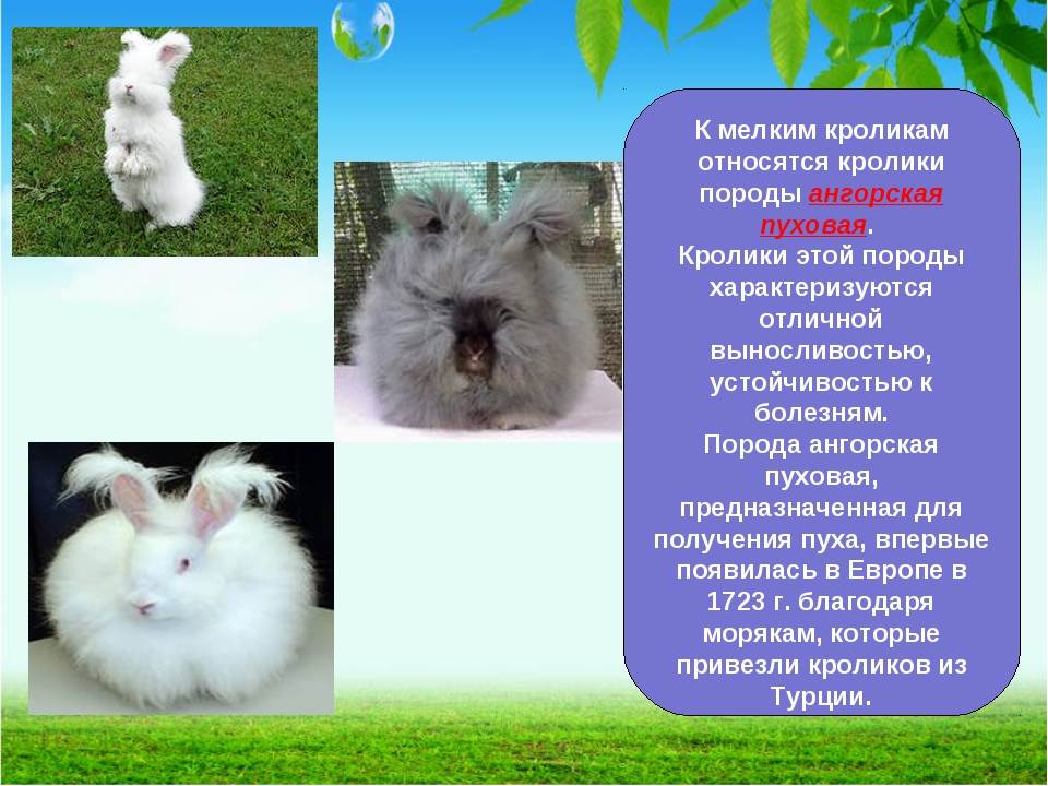 Сколько лет живут декоративные кролики в квартире?