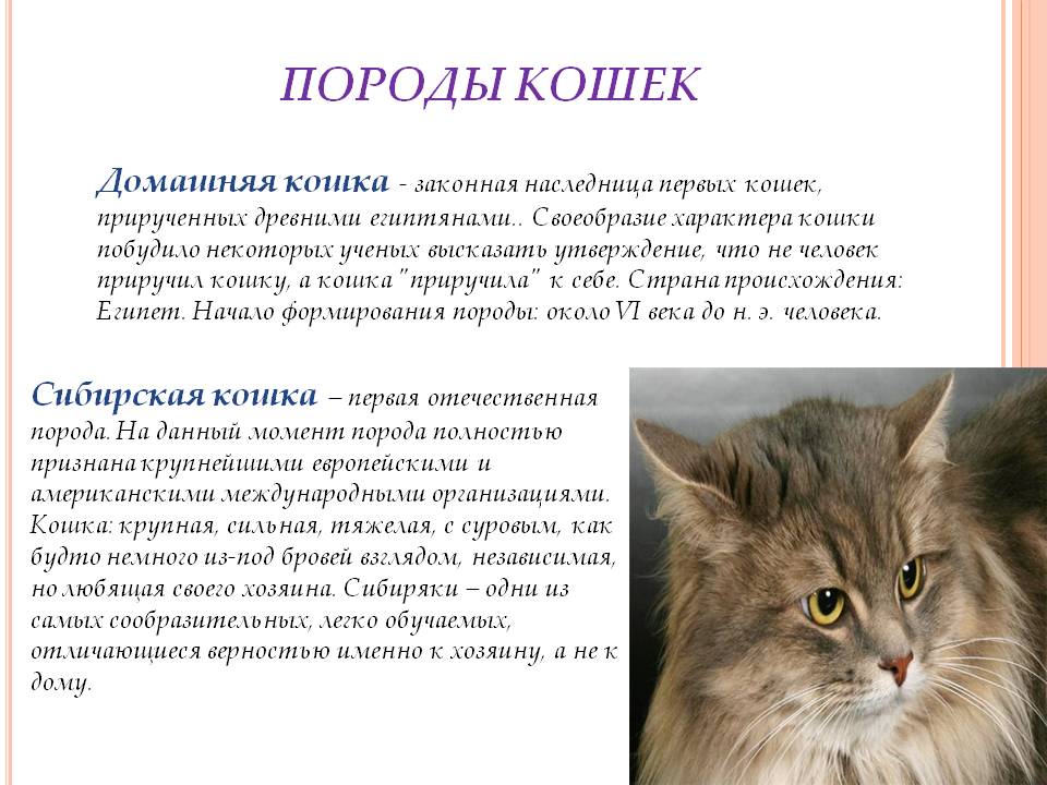 Сибирская кошка, особенности породы и правила содержания - все о породах кошек с описанием, фотографиями и названиями.все о породах кошек с описанием, фотографиями и названиями.