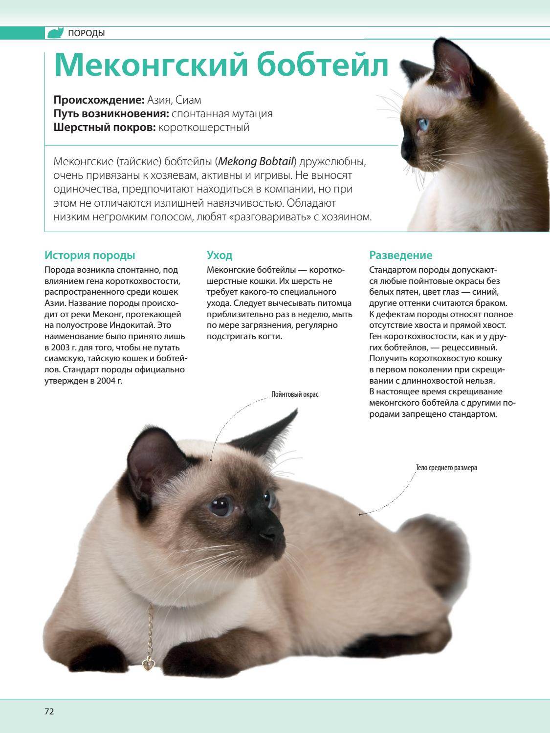 Порода кошек сиамская фото и описание характер
