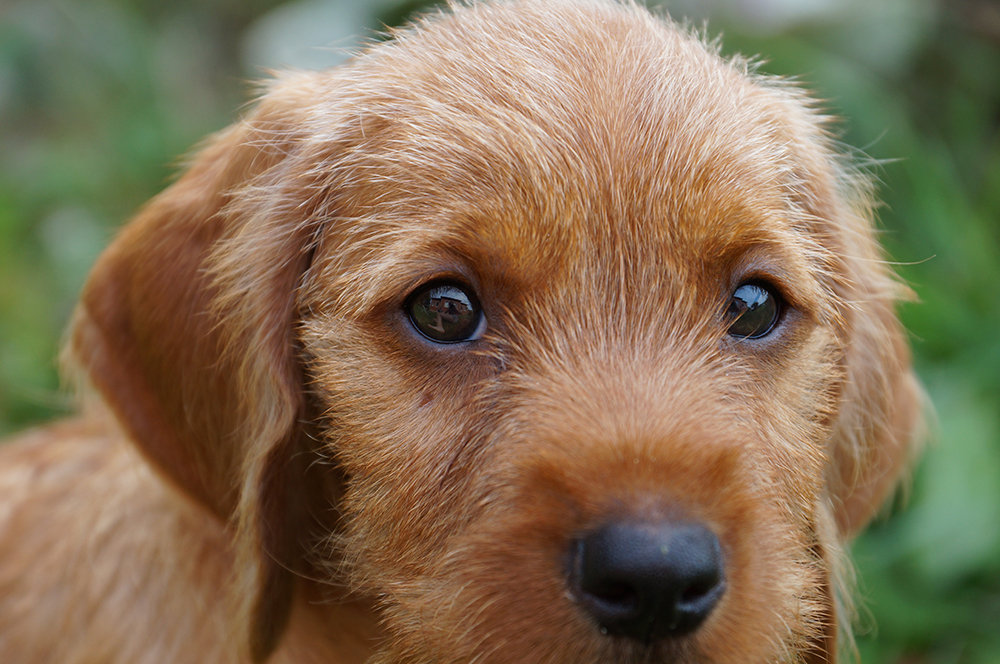 Рыжий бретонский бассет порода собаки