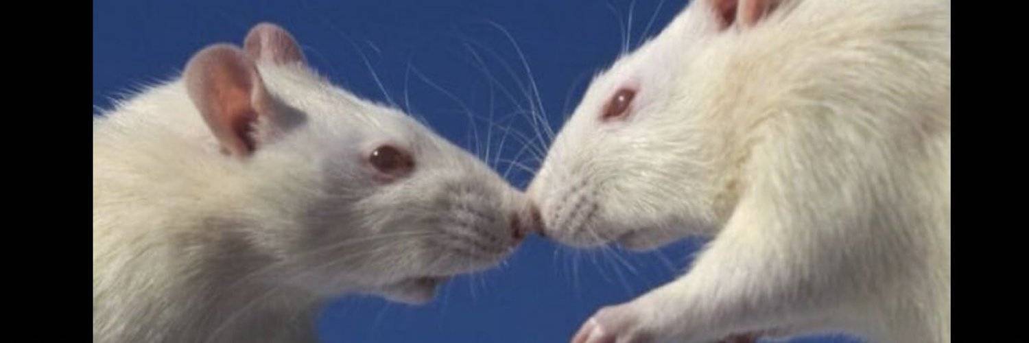 Крыса с красными глазами: описание и образ жизни белого грызуна