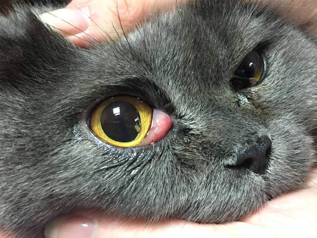Симптомы и лечение глазных болезней у кошек, фото глаз больных животных
