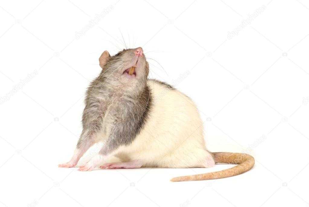 Какие звуки издает декоративная крыса? учимся понимать «крысиный язык». домашняя крыса пищит, что это значит