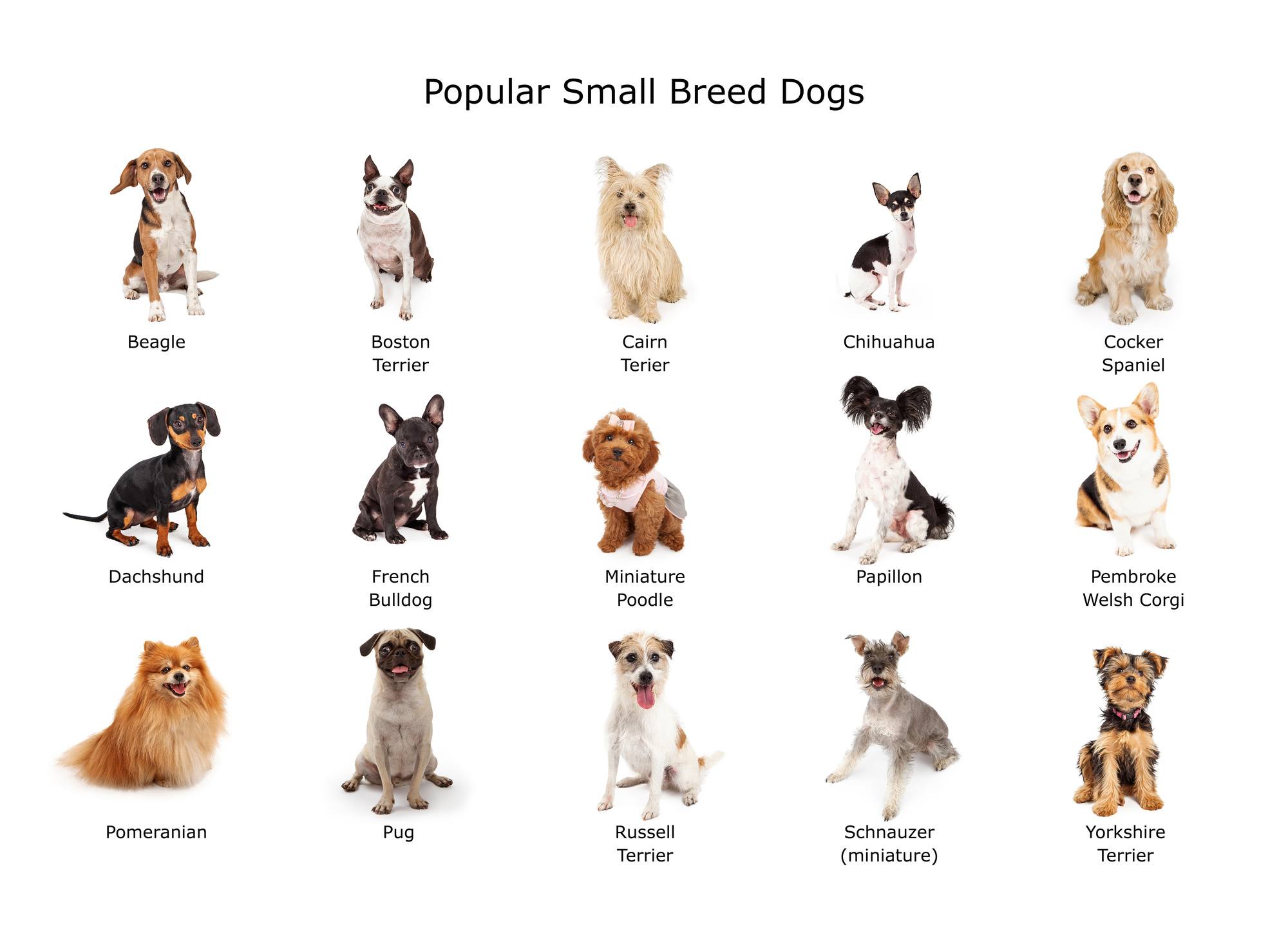 маленькие собаки список с фото