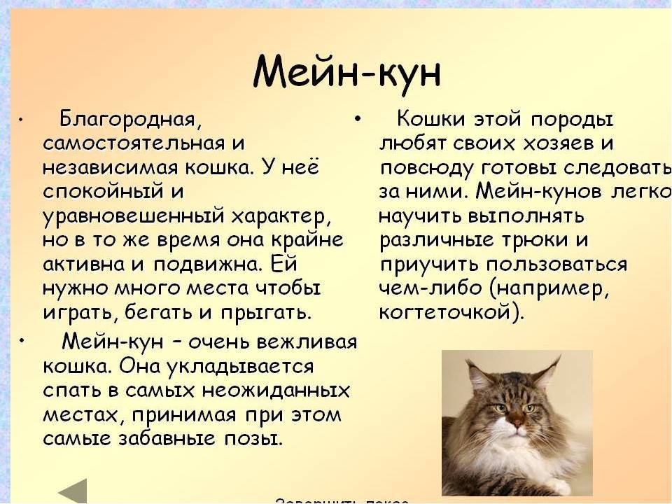 Большие породы кошек. самые крупные домашние кошки.