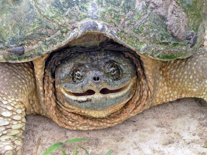 Размножение морских и сухопутных черепах