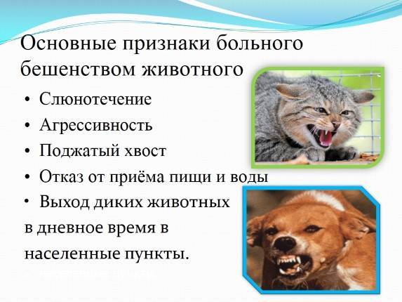Бешенство у человека: первые признаки и симптомы