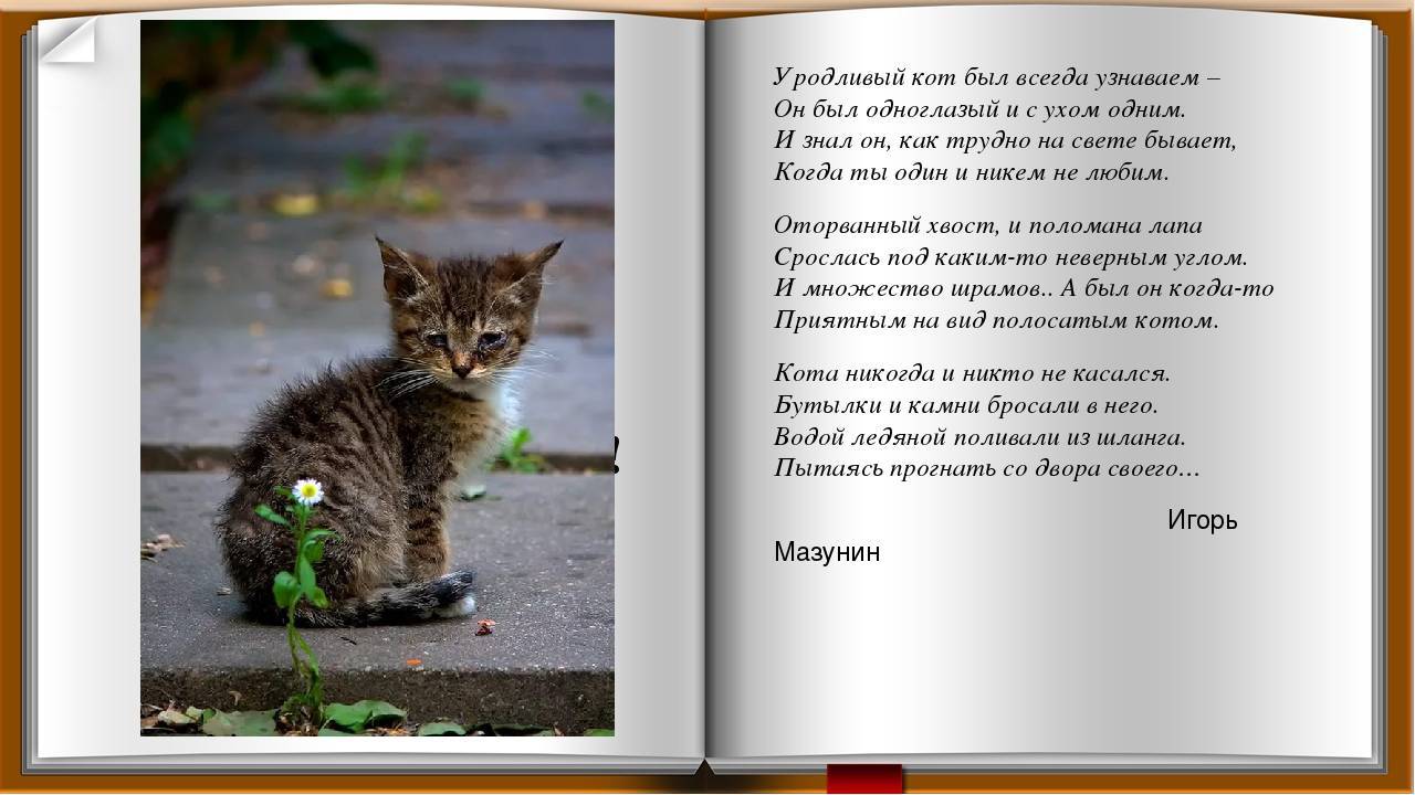 Как кошки возвращаются домой за много километров от