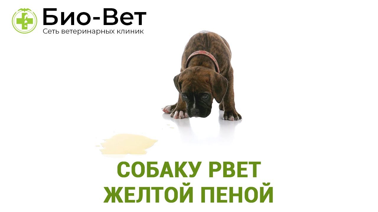 Голодная рвота у собаки - рвота желчью на голодный желудок