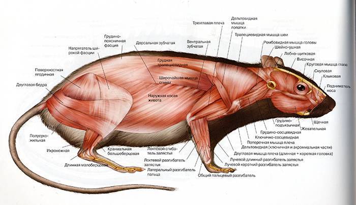 Анатомия и скелет морской свинки, описание строение тела внешнее и внутреннее
