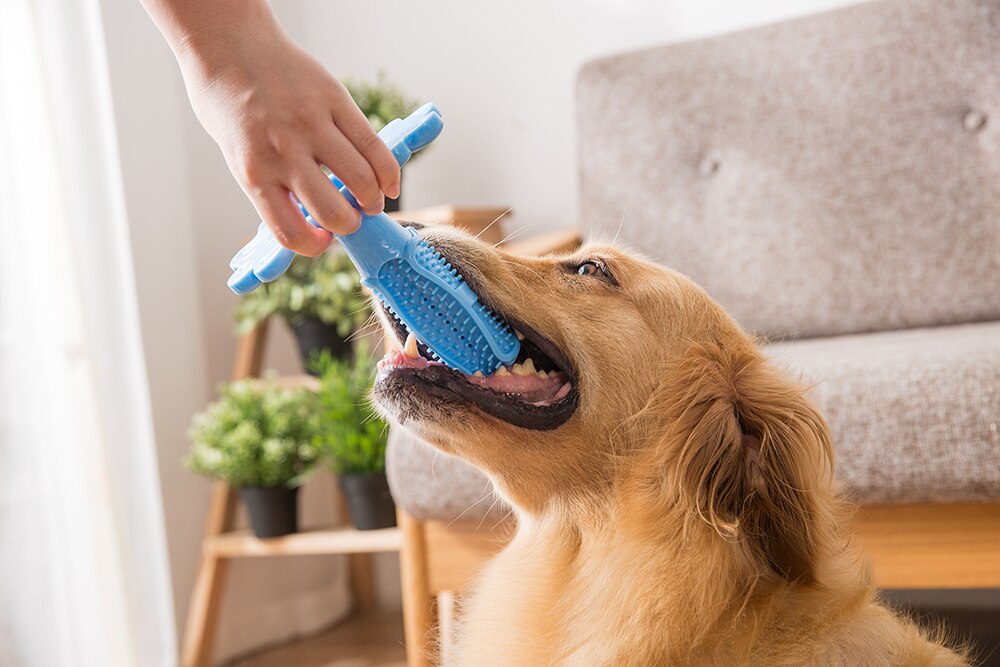 Как чистить зубы собаке (с иллюстрациями) - wikihow