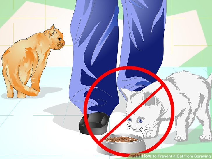 Как отучить кота метить территорию в квартире, почему и что делать