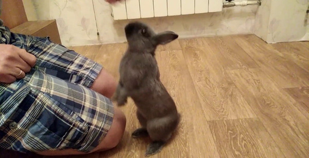 Как приручить кролика к рукам — дрессировка b особенности пород