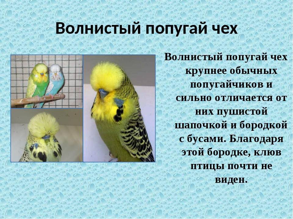 Уход за птенцами волнистого попугая