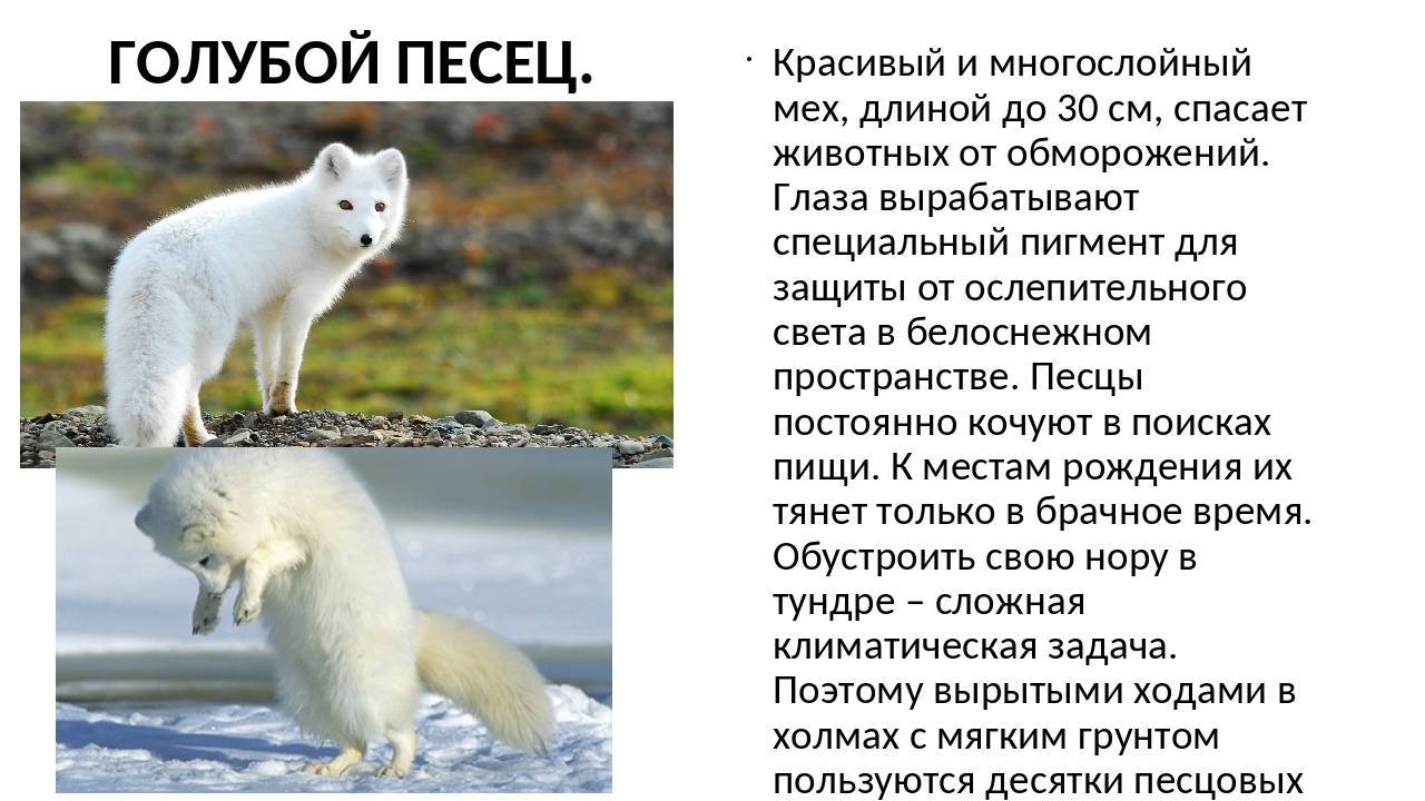 Фенек лиса. описание, особенности, виды, образ жизни и содержание фенька дома | живность.ру