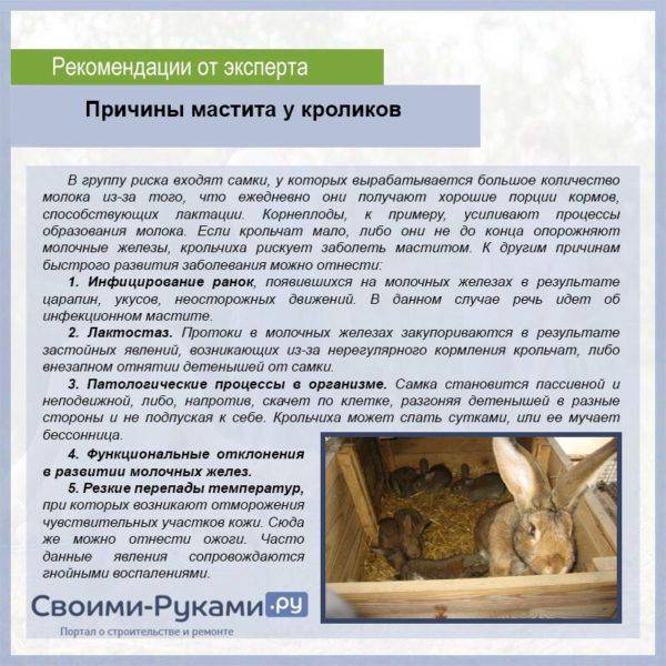 Почему крольчиха съедает своих крольчат: способы предотвратить это
