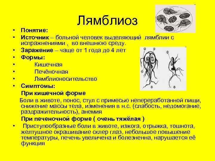 Глистные инвазии: диагностика, симптомы, причины и лечение у врача-колопроктолога в мкц «проксима» (г. сочи)