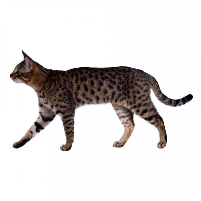 Калифорнийская сияющая кошка: особенности породы