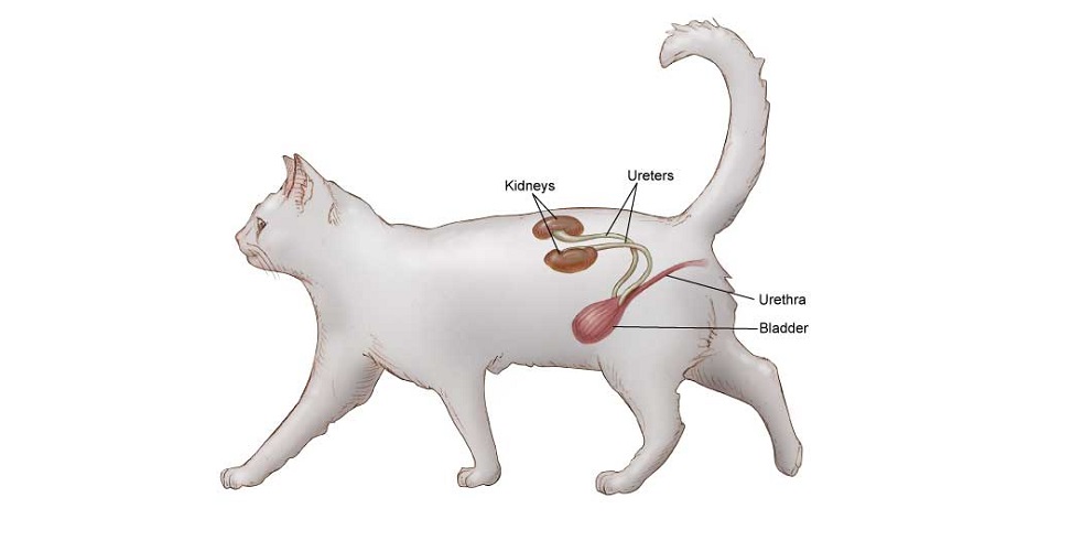 Как лечить имп у кошек: 9 шагов (с иллюстрациями)