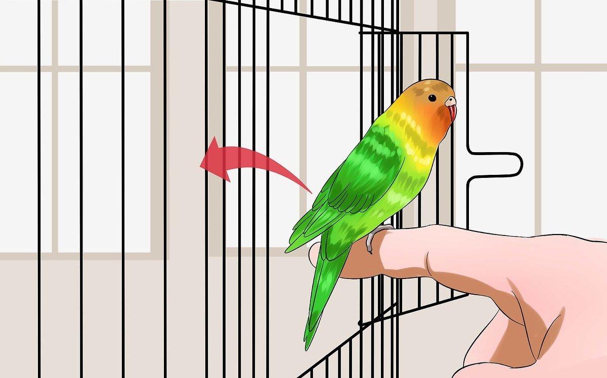 Как загнать попугая в клетку - если он не приучен к руками?