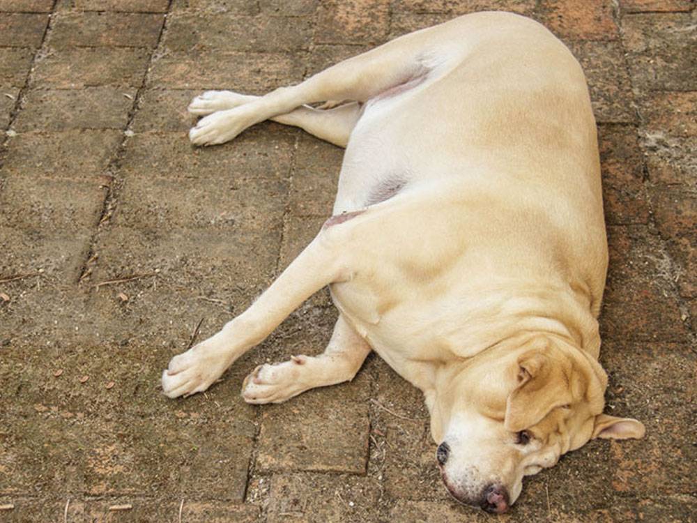 Заворот желудка у собак: причины, симптомы, лечение
заворот желудка у собак: причины, симптомы, лечение