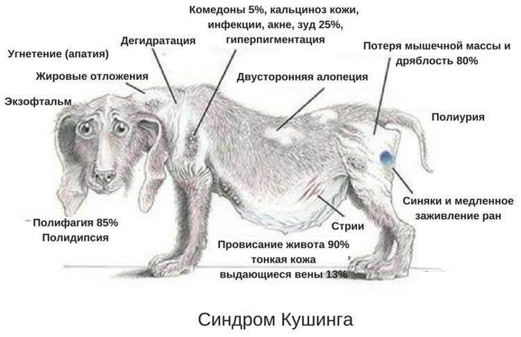 Залысины на ушах у собаки. почему собака лысеет? причины появления патологии
