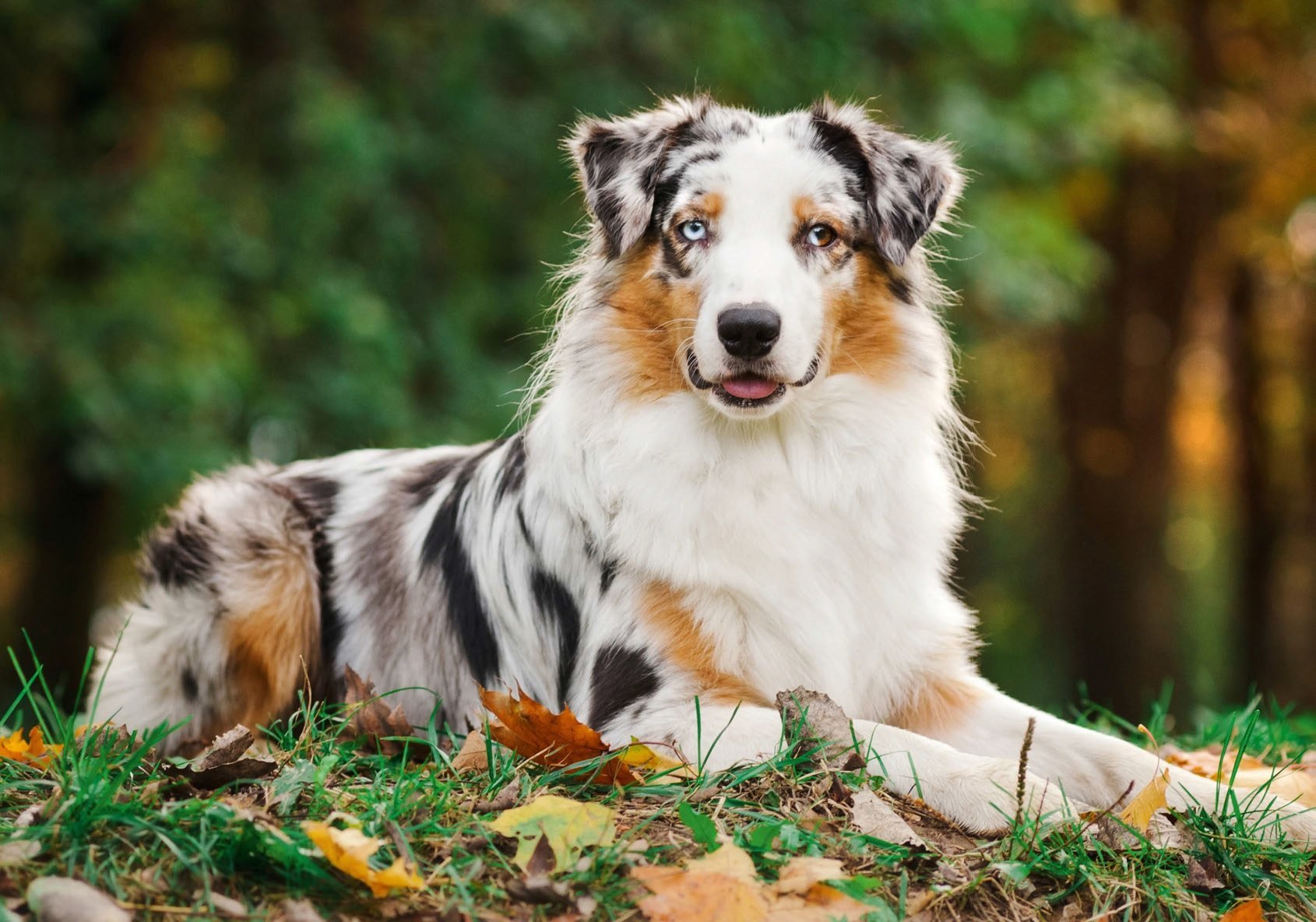 Австралийская овчарка (аусси) — фото собак, характеристика и описание породы