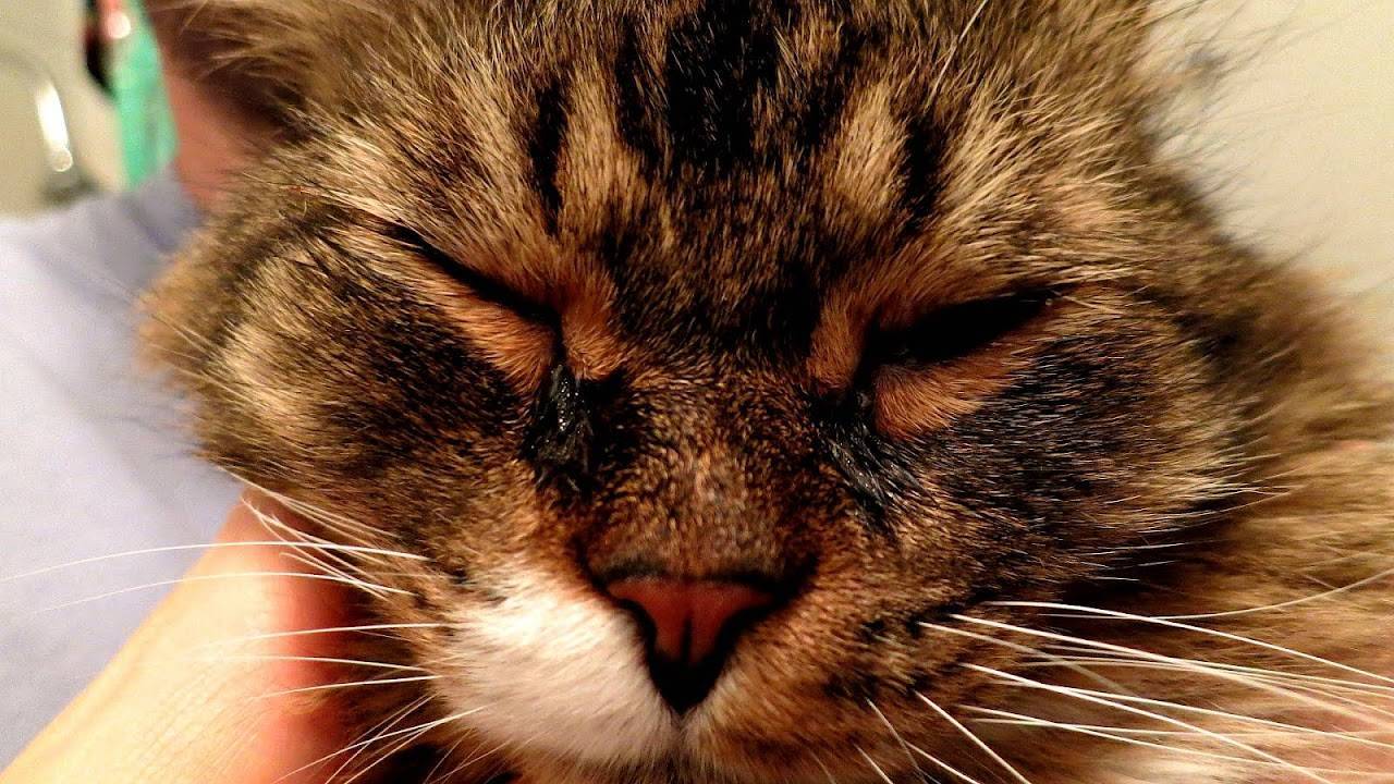 Как вылечить глазную инфекцию у кошки: 9 шагов